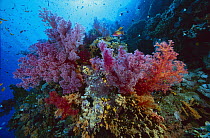 Soft Coral outcropings (Dendronephthya sp) and Anthias fish on coral reef, 50 feet deep, Red Sea, Egypt