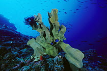 Elephant Ear Sponge (Ianthella basta) with Crinoid attached, 70 feet deep, Solomon Islands