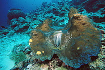 Giant Clam (Tridacna gigas) world's largest and heaviest mollusk, 10 feet deep off of Solomon Islands