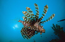 Lionfish (Pterois sp) swimming over coral reef, venomous reef fish, 20 feet deep off of the Solomon Islands