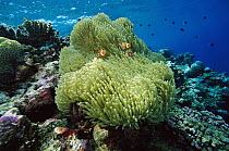 Magnificent Sea Anemone (Heteractis magnifica) host with Blackfinned Clownfish (Amphiprion percula) trio, 10 feet deep on coral reef, Solomon Islands