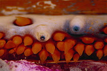 Thorny Oyster (Spondylus varius) detail showing multiple blue eyes, 30 feet deep, Solomon Islands