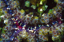 Corallimorpharian (Discosoma sp) 70 feet deep, Solomon Islands