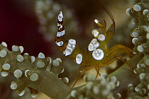 Squat Anemone Shrimp (Thor amboinensis) 40 feet deep, Solomon Islands