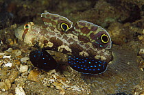 Signal Goby (Signigobius biocellatus) 40 feet deep, Solomon Islands