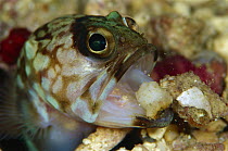 Jawfish (Opisthognathidae) maintaining burrow, 80 feet deep, Solomon Islands
