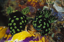 Nudibranch (Chromodoris sp) group, 60 feet deep, Solomon Islands