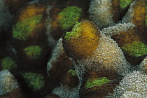 Porous Lettuce Coral (Oxypora glabra) detail, 40 feet deep, Solomon Islands