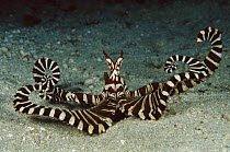 Octopus (Octopus sp) mating,70 feet deep, Papua New Guinea