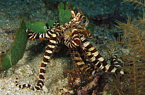 Octopus (Octopus sp) mating,70 feet deep, Papua New Guinea