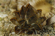 Sacoglossan (Cyerce nigricans) 70 feet deep, Papua New Guinea