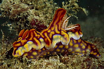 Nudibranch (Miamira sp) 80 feet deep, Papua New Guinea