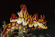 Nudibranch (Miamira sp) 80 feet deep, Papua New Guinea