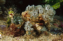 Spider Crab (Cyclocoeloma tuberculata) camouflaged, 60 feet deep, Papua New Guinea