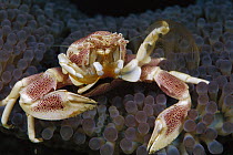Spotted Anemone Crab (Neopetrolisthes maculatus) feeding on plankton with feather net arms, 50 feet deep, Papua New Guinea