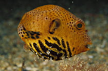 Starry Pufferfish (Arothron stellatus) juvenile 60 feet deep, Papua New Guinea