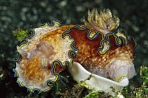 Nudibranch (Glossodoris sp) laying egg ribbon, 50 feet deep, Papua New Guinea