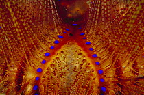 Radiant Sea Urchin (Astropyga radiata) detail, 80 feet deep, Papua New Guinea