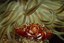 Swimmer Crab (Lissocarcinus sp) in Anemone, 40 feet deep, Papua New Guinea