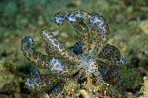 Nudibranch (Phyllodesmium longicirrum) 70 feet deep, Papua New Guinea
