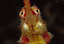 Pipefish (Halicampus sp) 60 feet deep, Papua New Guinea
