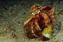 Hermit Crab (Dardanus sp) riding on large Hermit Crab (Dardanus sp) which is grabbing a Cone Shell, 60 feet deep, Papua New Guinea