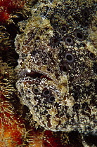Frogfish (Antennarius sp) 30 feet deep, Papua New Guinea