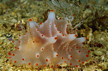 Nudibranch (Halgerda carlsoni) 40 feet deep, Papua New Guinea