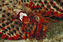 Emperor Shrimp (Periclimenes imperator / Zenopontonia rex) on Sea Star, 90 feet deep, Papua New Guinea
