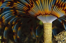 Feather Duster Worm (Eudistylia vancouveri) 50 feet deep, Papua New Guinea