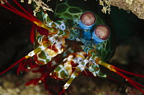 Mantis Shrimp (Odontodactylus scyllarus) 50 feet deep, Papua New Guinea
