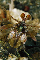 Mantis Shrimp (Odontodactylus scyllarus) 50 feet deep, Papua New Guinea