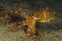 Greater Blue-ringed Octopus (Hapalochlaena lunulata) 60 feet deep, Papua New Guinea