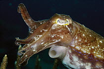 Cuttlefish (Sepia sp) 60 feet deep, Papua New Guinea
