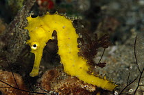 Seahorse (Hippocampus sp) 60 feet deep, Papua New Guinea