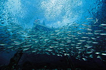 Baitfish under pier, 10 feet deep, Papua New Guinea
