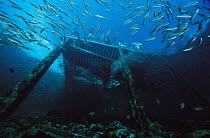 Baitfish under pier, 10 feet deep, Papua New Guinea