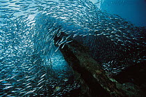 Baitfish, schooling around piling under pier, 10 feet deep, Papua New Guinea