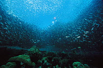 Baitfish schooling under pier, 10 feet deep, Papua New Guinea