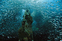 Baitfish, schooling around piling, 10 feet deep, Papua New Guinea