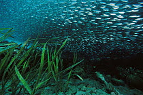 Baitfish schooling, five feet deep, Papua New Guinea