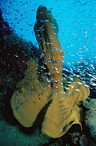 Elephant Ear Sponge (Ianthella basta) and baitfish, 80 feet deep, Papua New Guinea