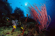 Soft Coral and Gorgonian reef scenic, 70 feet deep, Papua New Guinea
