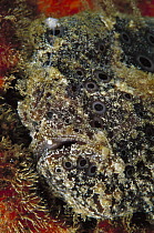 Frogfish (Antennarius sp) using lure to attract prey, 30 feet deep, Papua New Guinea