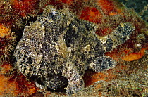 Frogfish (Antennarius sp) 30 feet deep, Papua New Guinea