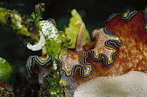 Nudibranch (Glossodoris sp) 50 feet deep, Papua New Guinea