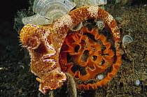 Nudibranch laying eggs, 60 feet deep, Papua New Guinea