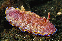 Nudibranch (Chromodoris sp) 40 feet deep, Papua New Guinea