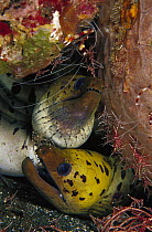 Moray Eel (Muraenidae) pair surrounded by Camel Shrimp (Rhynchocinetes uritai) 70 feet deep, Papua New Guinea