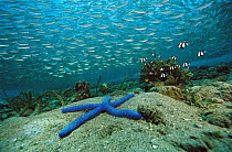 Blue Sea Star (Linckia laevigata) and schooling baitfish, 20 feet deep, Papua New Guinea